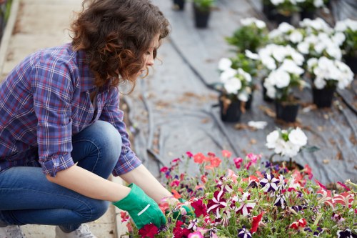 In a well-maintained outdoor garden, a woman wearing green gardening gloves and a purple plaid shirt is kneeling on a paved garden path, tending to a vibrant bed of flowering plants. The garden features a neatly arranged flower bed with a variety of colourful blooms in shades of pink, purple, and white, set against dark soil. In the background, additional potted plants with white blossoms are placed on a black landscape fabric, with some greenery visible further back. The scene is illuminated by natural daylight, suggesting a clear or partly cloudy day, and the overall environment reflects careful gardening and outdoor maintenance typical of local Croydon gardens requiring regular lawn care and planting services from Lawn Mowing Croydon. The garden area is organized with a mix of flower beds, soil, and paved pathways, creating a pleasant outdoor space suitable for gardening activities and lawn care tasks common in the Croydon area postcode.