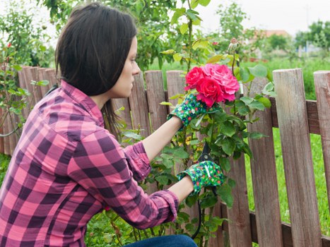 A woman wearing a pink and purple checkered shirt and gardening gloves is tending to a pink flowering shrub in a residential garden. She is reaching out with her left hand to touch the flowers, which are situated along a wooden fence. The garden features a well-maintained lawn with lush green grass, bordered by various plants and trees in the background. Adjacent to the fence, there are additional garden elements such as small shrubs and possibly flower beds, contributing to a tidy and landscaped outdoor space typical of Croydon residential gardens. The scene is captured during daylight with overcast weather, providing soft, natural lighting. The background includes trees and distant houses, creating a peaceful, suburban gardening environment aligned with local outdoor maintenance services like those offered by Lawn Mowing Croydon.
