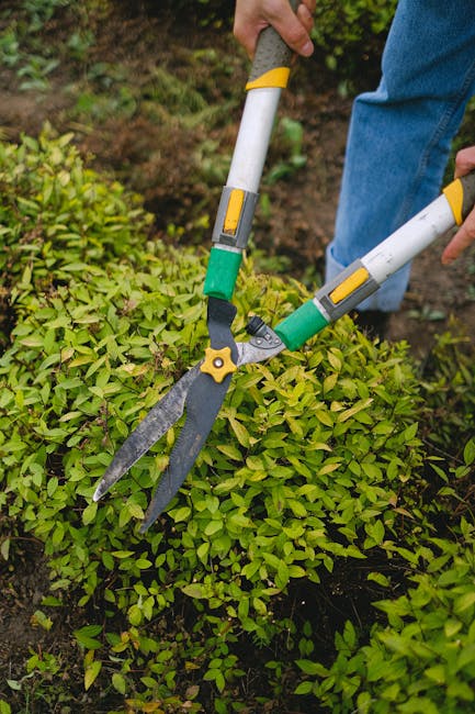 Close-up of a gardener's hands using a pair of hedge shears with green and yellow handles to trim a dense, vibrant green hedge in a well-maintained garden. The hedge displays a uniform, trimmed appear